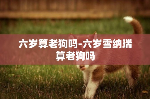 六歲算老狗嗎-六歲雪納瑞算老狗嗎
