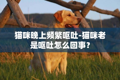 貓咪晚上頻繁嘔吐-貓咪老是嘔吐怎么回事？