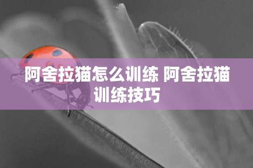 阿舍拉貓怎么訓練 阿舍拉貓訓練技巧