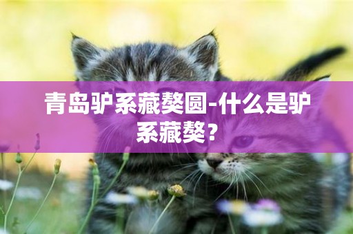 青島驢系藏獒圓-什么是驢系藏獒？