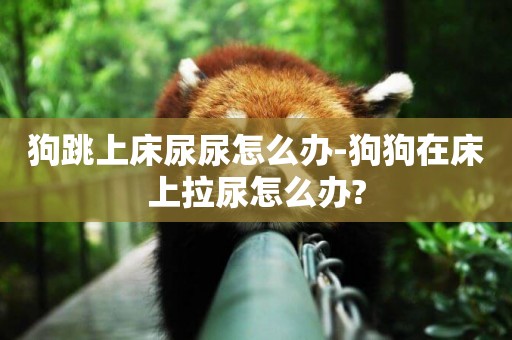 狗跳上床尿尿怎么辦-狗狗在床上拉尿怎么辦?