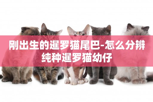 剛出生的暹羅貓尾巴-怎么分辨純種暹羅貓幼仔