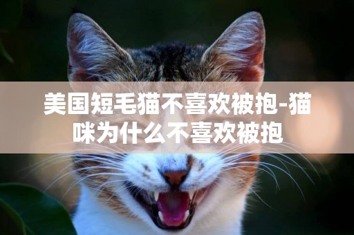 美國短毛貓不喜歡被抱-貓咪為什么不喜歡被抱