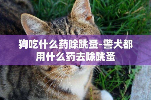 狗吃什么藥除跳蚤-警犬都用什么藥去除跳蚤