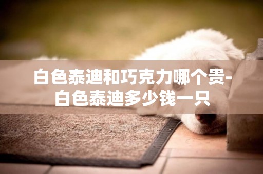 白色泰迪和巧克力哪個貴-白色泰迪多少錢一只
