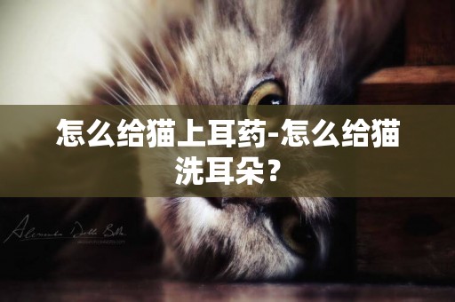 怎么給貓上耳藥-怎么給貓洗耳朵？
