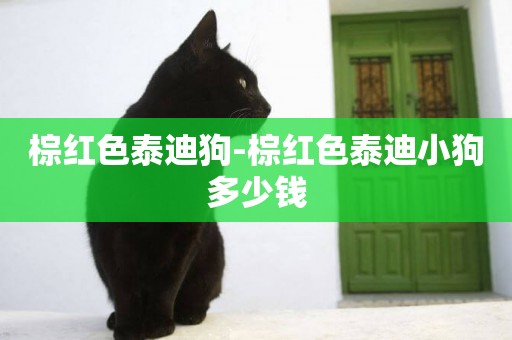 棕紅色泰迪狗-棕紅色泰迪小狗多少錢