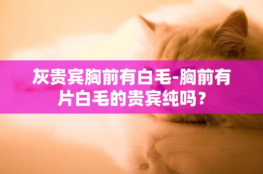 灰貴賓胸前有白毛-胸前有片白毛的貴賓純嗎？