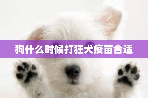 狗什么時候打狂犬疫苗合適