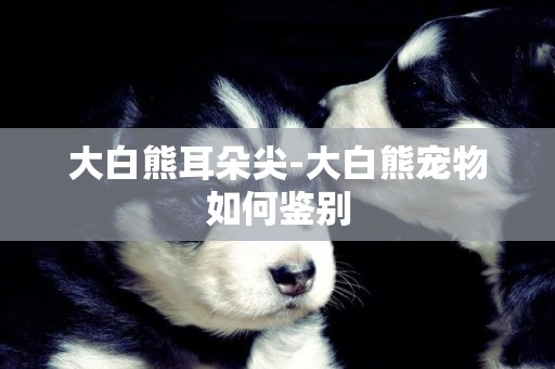 大白熊耳朵尖-大白熊寵物如何鑒別
