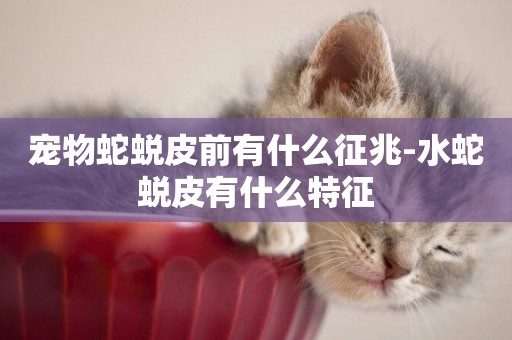 寵物蛇蛻皮前有什么征兆-水蛇蛻皮有什么特征