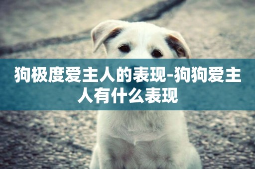 狗極度愛主人的表現-狗狗愛主人有什么表現