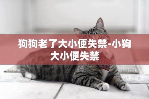 狗狗老了大小便失禁-小狗大小便失禁