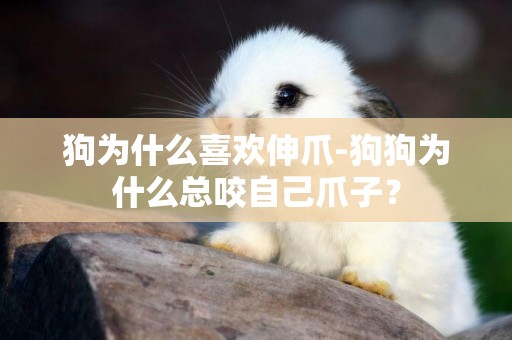 狗為什么喜歡伸爪-狗狗為什么總咬自己爪子？