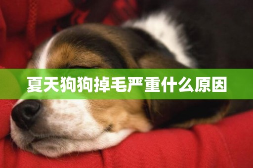 夏天狗狗掉毛嚴重什么原因