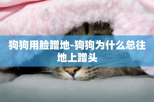 狗狗用臉蹭地-狗狗為什么總往地上蹭頭
