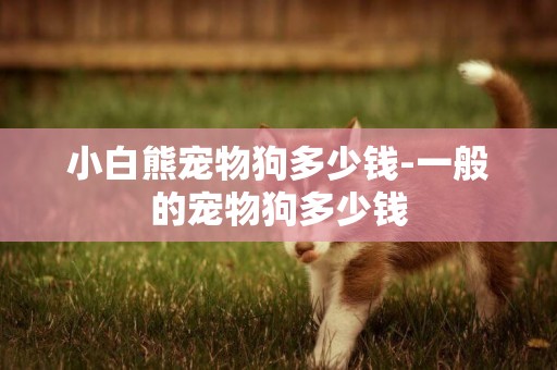 小白熊寵物狗多少錢-一般的寵物狗多少錢
