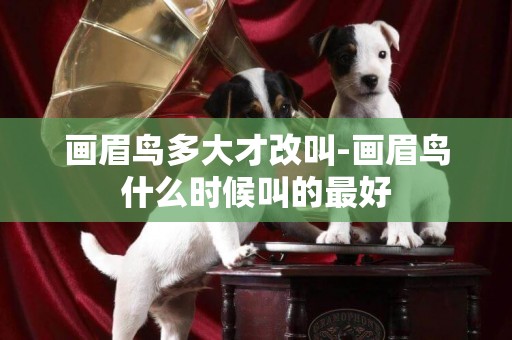 畫眉鳥多大才改叫-畫眉鳥什么時候叫的最好