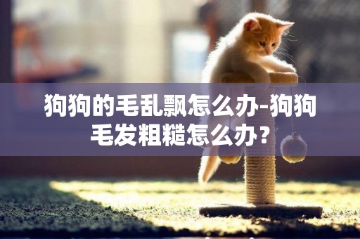 狗狗的毛亂飄怎么辦-狗狗毛發粗糙怎么辦？