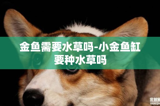 金魚需要水草嗎-小金魚缸要種水草嗎