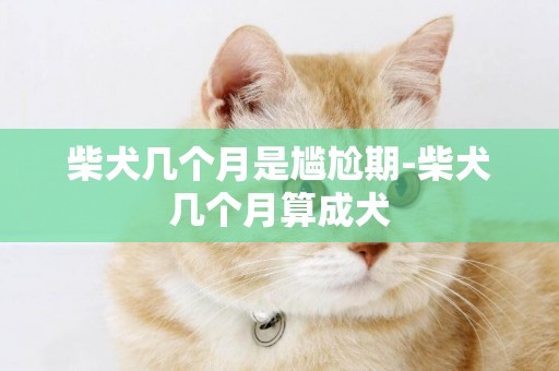 柴犬幾個月是尷尬期-柴犬幾個月算成犬