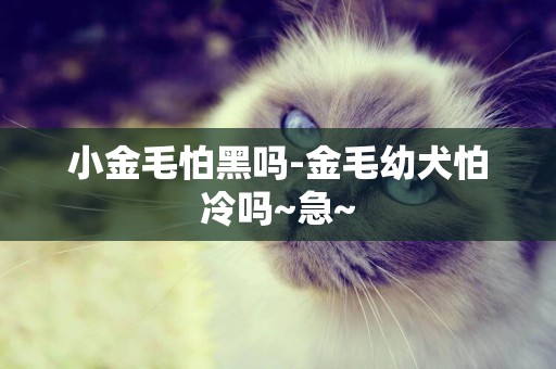 小金毛怕黑嗎-金毛幼犬怕冷嗎~急~