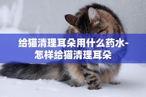 給貓清理耳朵用什么藥水-怎樣給貓清理耳朵