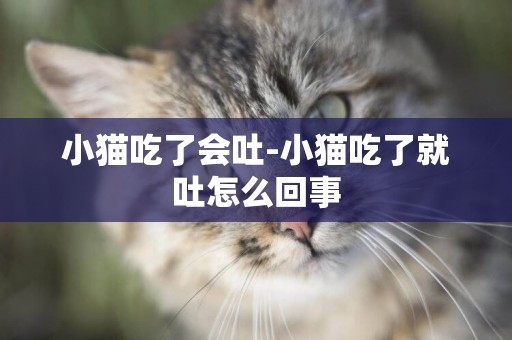 小貓吃了會吐-小貓吃了就吐怎么回事