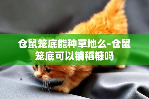 倉鼠籠底能種草地么-倉鼠籠底可以鋪稻糠嗎
