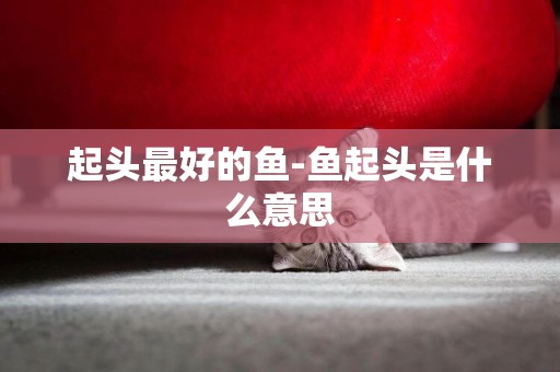 起頭最好的魚-魚起頭是什么意思