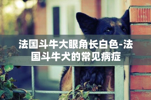 法國斗牛大眼角長白色-法國斗牛犬的常見病癥