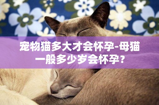 寵物貓多大才會懷孕-母貓一般多少歲會懷孕？