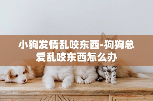 小狗發情亂咬東西-狗狗總愛亂咬東西怎么辦