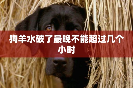 狗羊水破了最晚不能超過幾個小時
