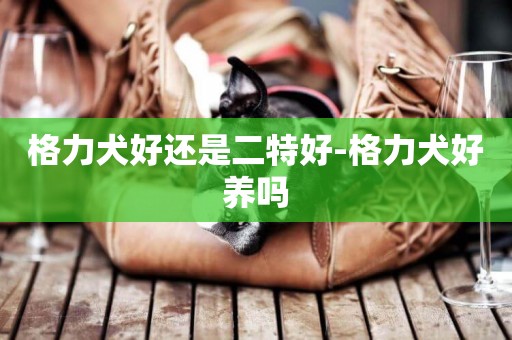 格力犬好還是二特好-格力犬好養嗎