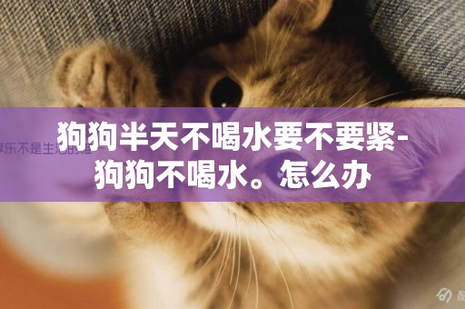 狗狗半天不喝水要不要緊-狗狗不喝水。怎么辦