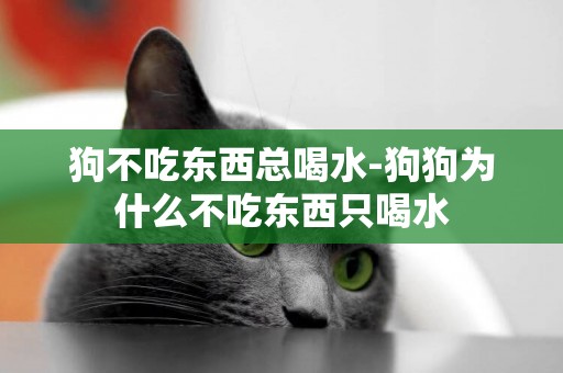 狗不吃東西總喝水-狗狗為什么不吃東西只喝水