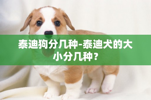 泰迪狗分幾種-泰迪犬的大小分幾種？