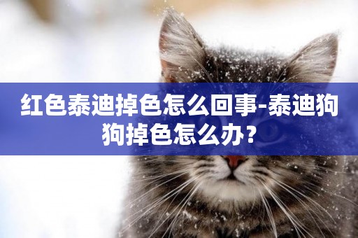 紅色泰迪掉色怎么回事-泰迪狗狗掉色怎么辦？