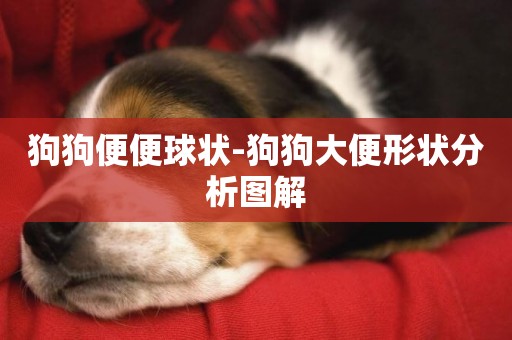 狗狗便便球狀-狗狗大便形狀分析圖解