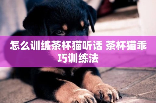 怎么訓練茶杯貓聽話 茶杯貓乖巧訓練法