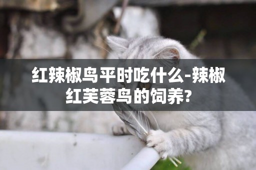 紅辣椒鳥平時吃什么-辣椒紅芙蓉鳥的飼養?