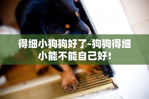 得細小狗狗好了-狗狗得細小能不能自己好！