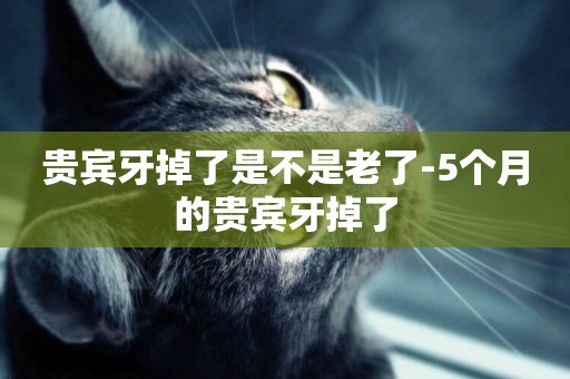 貴賓牙掉了是不是老了-5個月的貴賓牙掉了