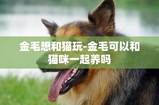 金毛想和貓玩-金毛可以和貓咪一起養嗎