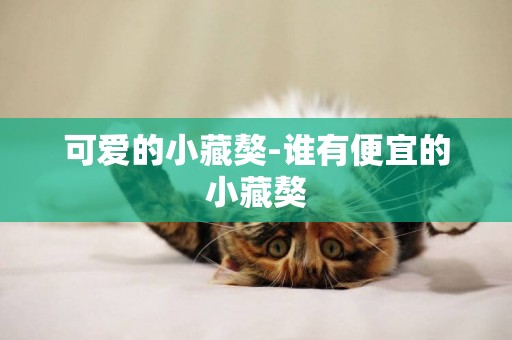可愛的小藏獒-誰有便宜的小藏獒