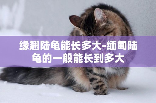 緣翹陸龜能長多大-緬甸陸龜的一般能長到多大
