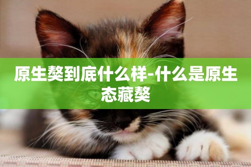 原生獒到底什么樣-什么是原生態藏獒