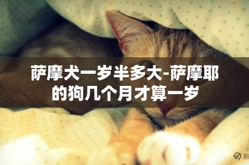 薩摩犬一歲半多大-薩摩耶的狗幾個月才算一歲