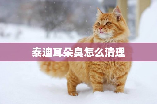 泰迪耳朵臭怎么清理